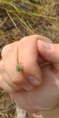 Chlorochroa uhleri