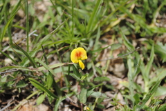 Zornia thymifolia