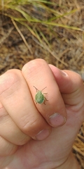Chlorochroa uhleri