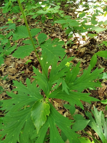 Aconitum kirinense, photograph 5
