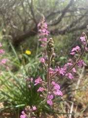 Stylidium elongatum