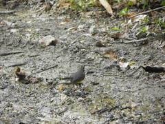 Basileuterus lachrymosus