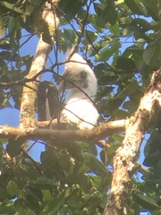 Berenicornis comatus
