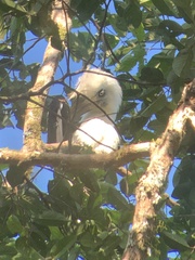 Berenicornis comatus