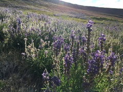 Lupinus lepidus confertus