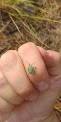 Chlorochroa uhleri