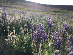 Lupinus lepidus confertus