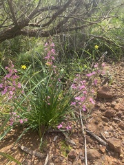 Stylidium elongatum