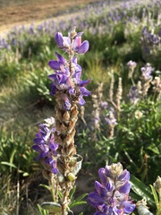 Lupinus lepidus confertus