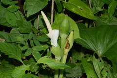 Spathiphyllum wallisii