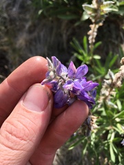 Lupinus lepidus confertus