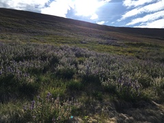 Lupinus lepidus confertus