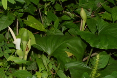 Spathiphyllum wallisii