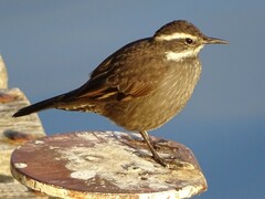 Cinclodes patagonicus