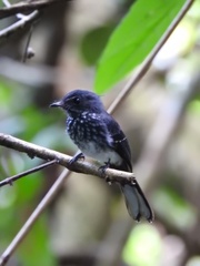 Rhipidura perlata