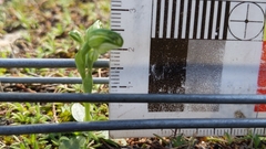 Pterostylis mutica