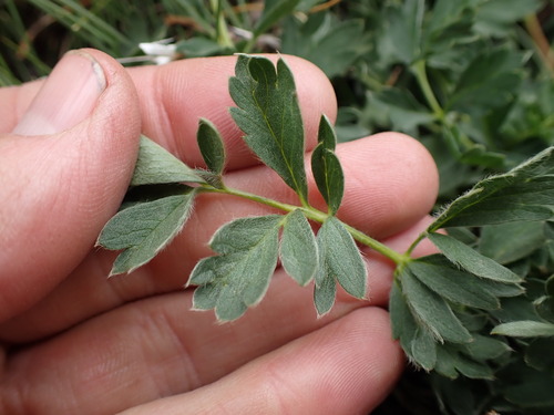 Image of Potentilla drummondii by (c) Martin Purdy, some rights reserved (CC BY)