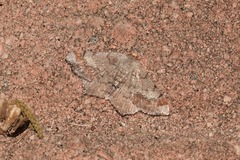 Macaria distribuaria