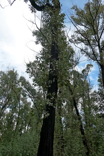 Image of Eucalyptus fibrosa by (c) Max Campbell, some rights reserved (CC BY)