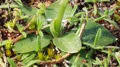Pterostylis mutica