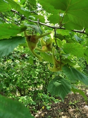 Corylus sieboldiana mandshurica