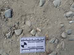 Spilogale gracilis