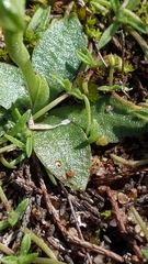 Pterostylis mutica