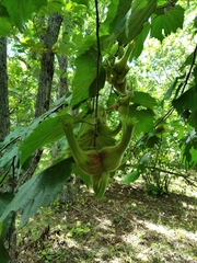 Corylus sieboldiana mandshurica