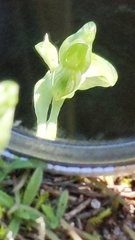 Pterostylis mutica