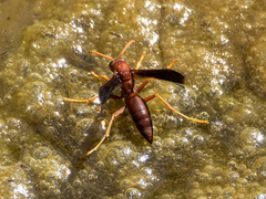 Polistes schach
