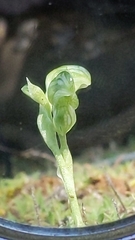 Pterostylis mutica