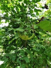 Corylus sieboldiana mandshurica