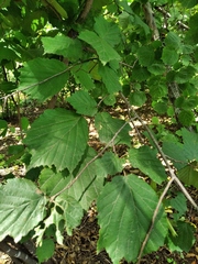Corylus sieboldiana mandshurica