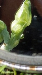 Pterostylis mutica