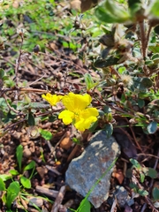 Hibbertia commutata