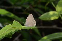 Cissia similis