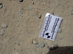 Spilogale gracilis
