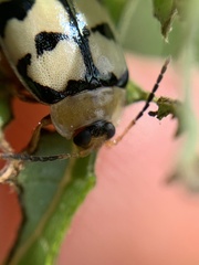 Alagoasa jacobiana