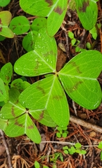 Oxalis macrocarpa