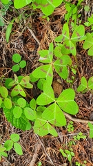 Oxalis macrocarpa