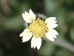 Tridax procumbens image