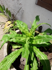 Lactuca