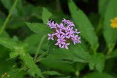 Crusea hispida