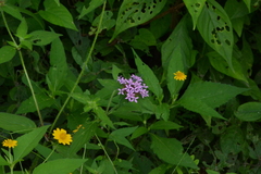 Crusea hispida