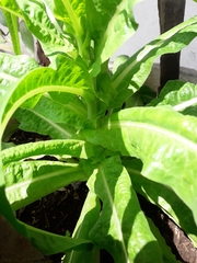 Lactuca