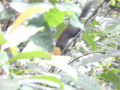 Callosciurus caniceps