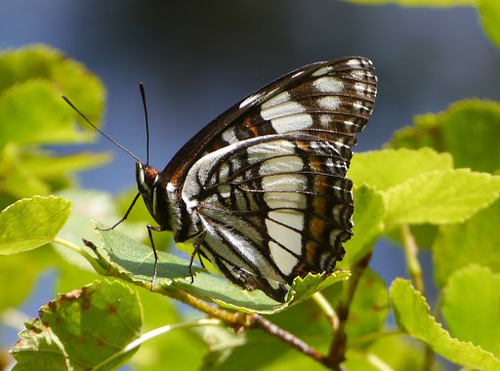 Weidemeyer's Admiral