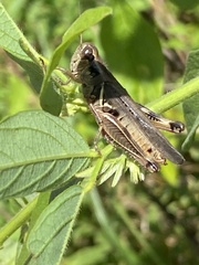 Melanoplus keeleri