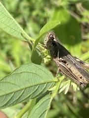 Melanoplus keeleri