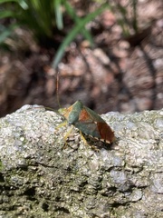 Acanthosoma denticaudum